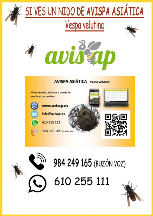 www.avisap.es